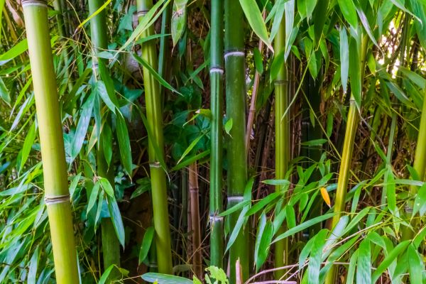 Bamboo Trimming in Olympia