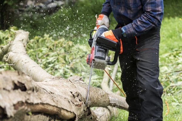Branch Removal Service in Olympia