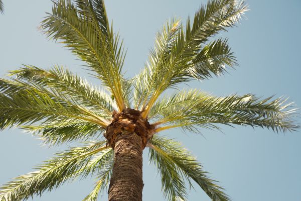 Palm Tree Pruning in Olympia