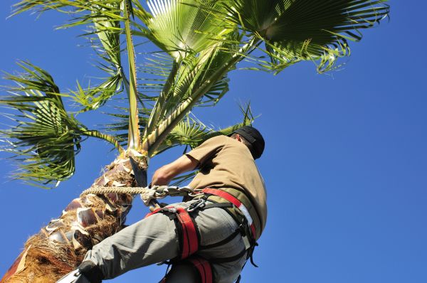 Palm Tree Trimming in Olympia