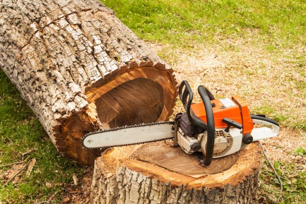 Tree Cutting Service in Olympia