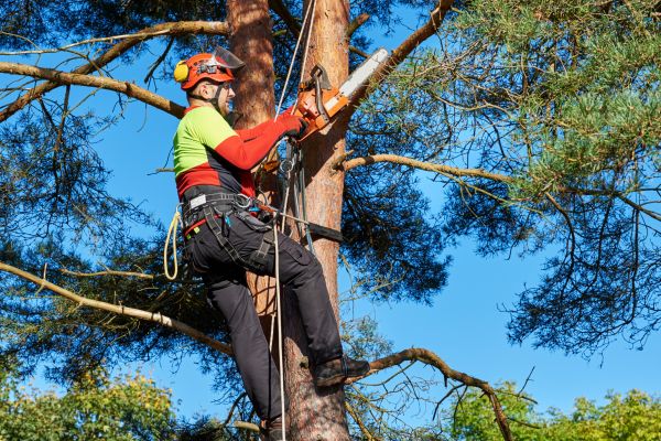 Tree Service in Olympia