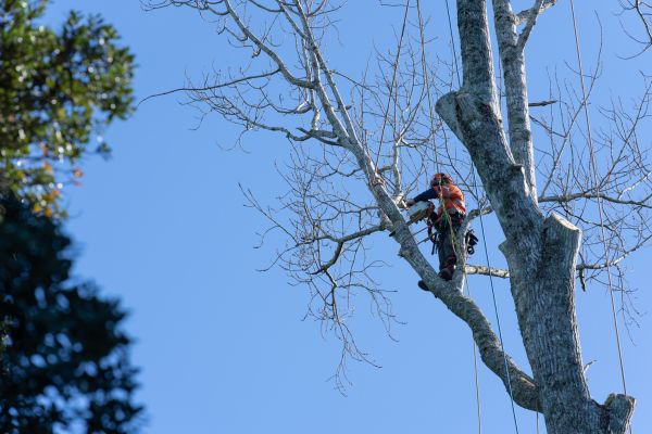 Tree Topping Service in Olympia