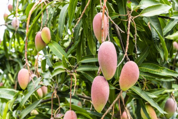 Mango Tree Trimming in Olympia