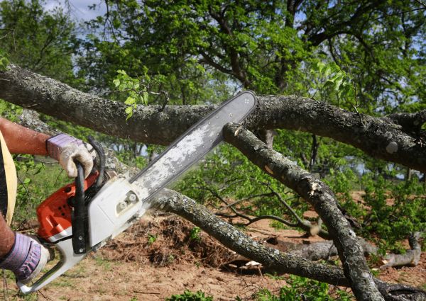 Tree Branch Cutting in Olympia