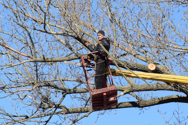 Emergency Tree Trimming in Olympia