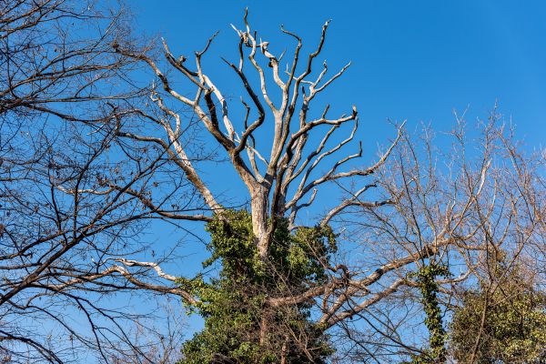 Deadwood Removal in Olympia