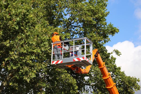 Commercial Tree Service in Olympia