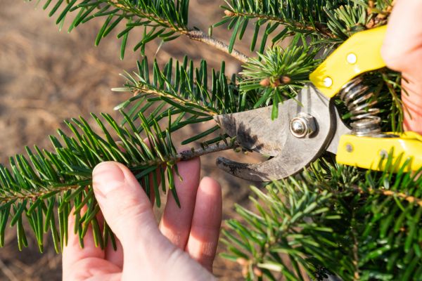 Pine Tree Pruning in Olympia