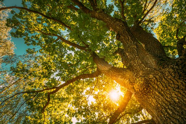 Cost of Oak Tree Pruning in Olympia