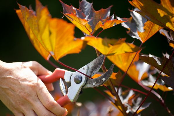 Cost of Maple Tree Pruning in Olympia