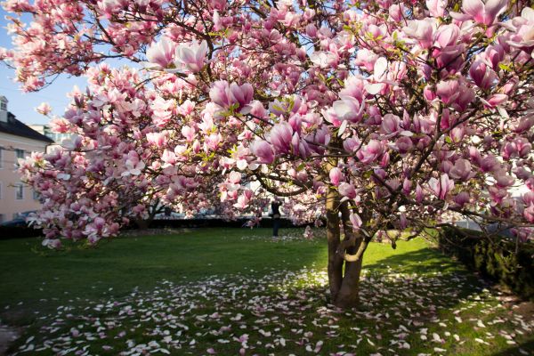 Magnolia Tree Pruning in Olympia