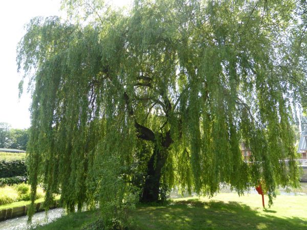 Willow Tree Trimming in Olympia