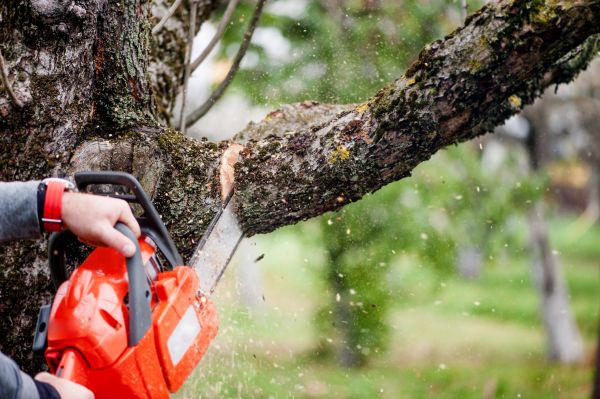 Cost of Tree Limbs Removal in Olympia