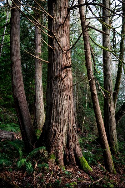 Cedar Tree Trimming in Olympia