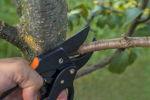 Tree Limb Cutting in Olympia