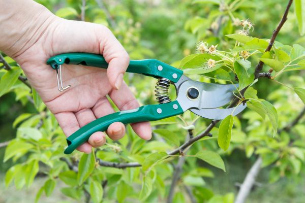 Cost of Pear Tree Pruning in Olympia