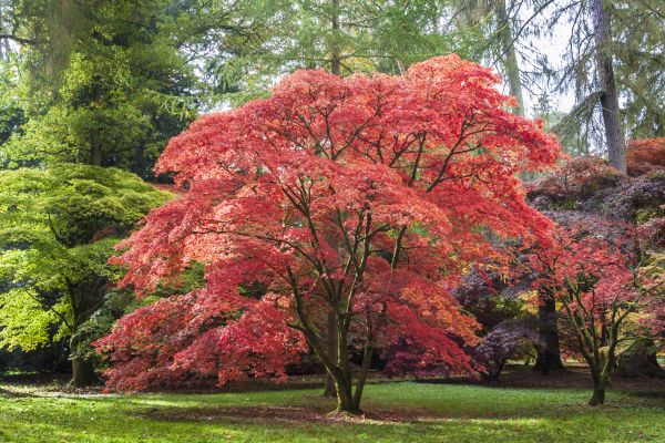 Japanese Maple Pruning in Olympia