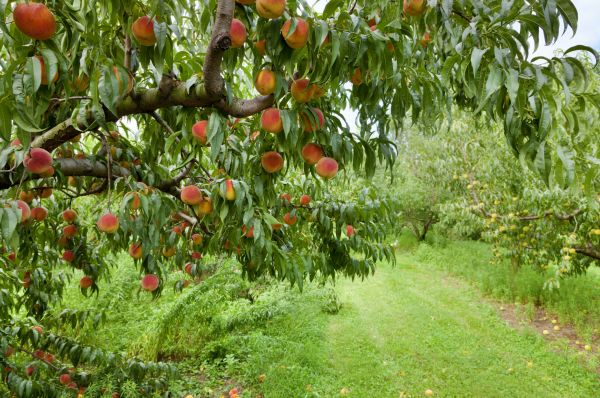Cost of Peach Tree Pruning in Olympia