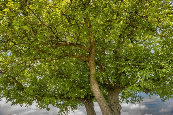 Walnut Tree Trimming in Olympia