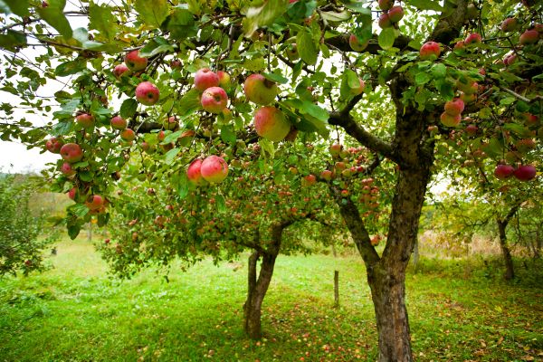 Apple Tree Pruning in Olympia