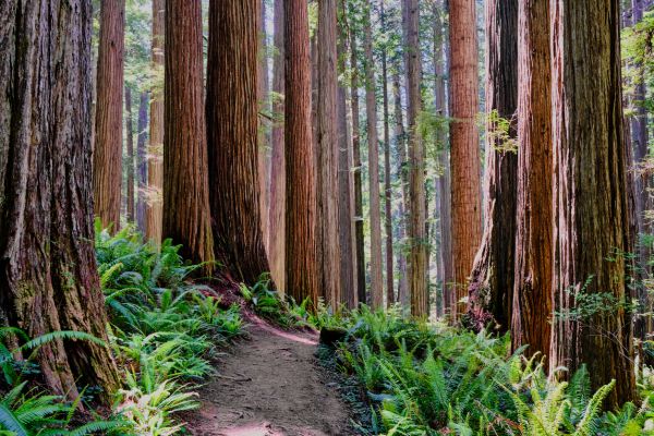 Redwood Tree Trimming in Olympia