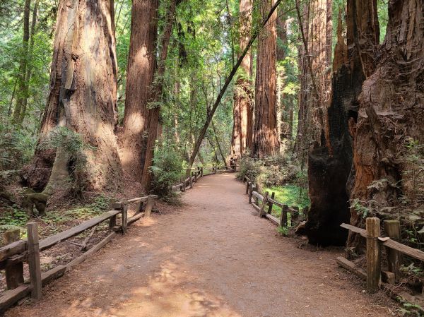 Redwood Tree Pruning in Olympia