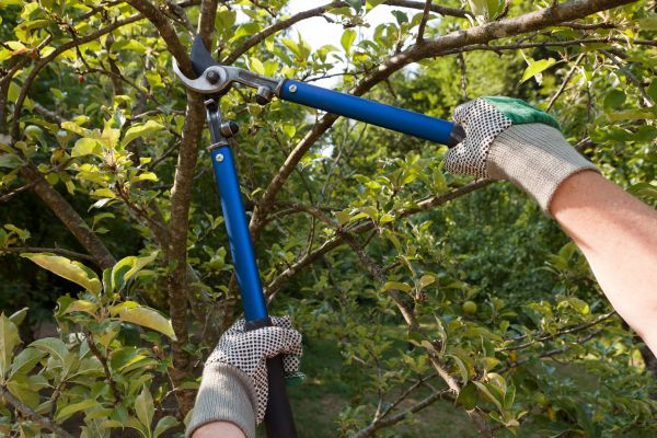 Residential Tree Pruning in Olympia