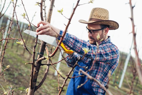 Orchard Tree Pruning in Olympia