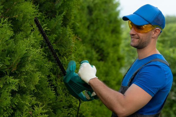 Tree Shaping Service in Olympia