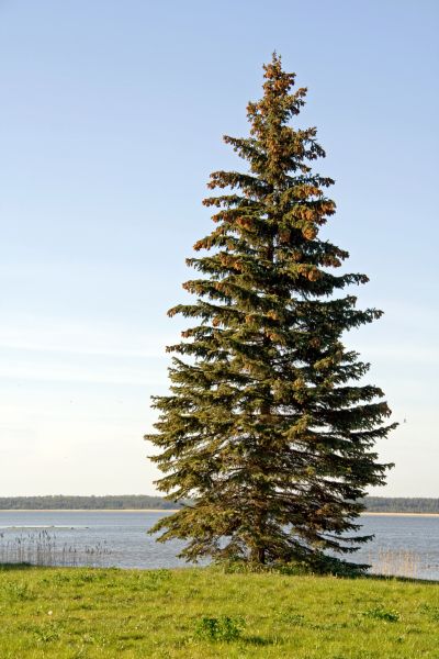 Spruce Tree Pruning in Olympia