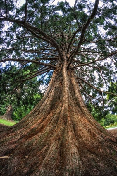 Cedar Tree Pruning in Olympia