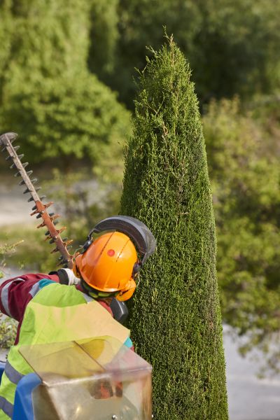 Cypress Tree Trimming in Olympia