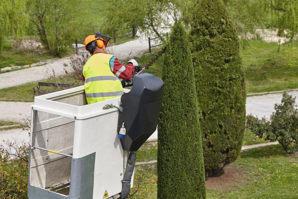 Cypress Tree Pruning in Olympia