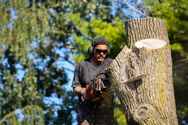 Ash Tree Pruning in Olympia