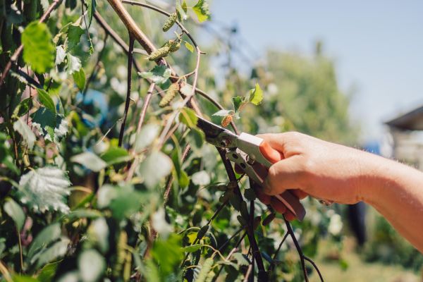 Birch Tree Pruning in Olympia