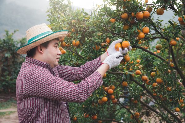 Orange Tree Pruning in Olympia