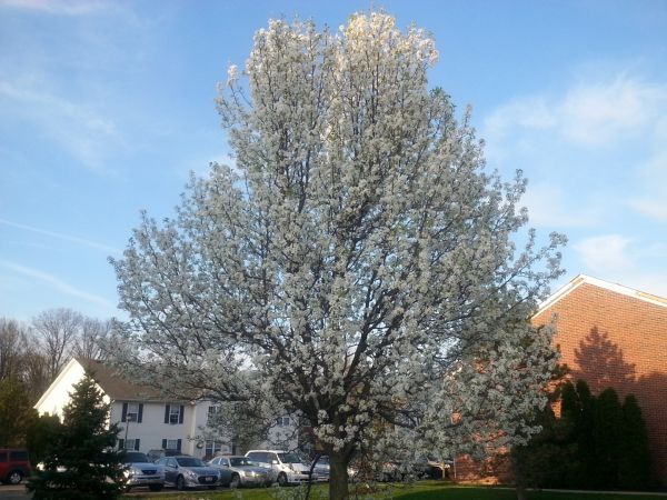 Bradford Pear Tree Pruning in Olympia