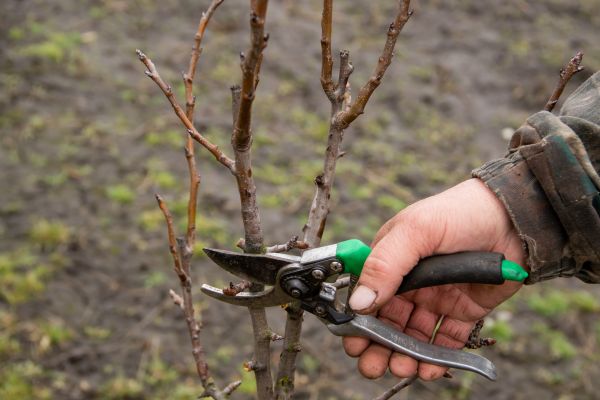 Cost of Pear Trees Pruning in Olympia