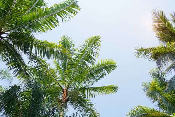 Queen Palm Tree Trimming in Olympia