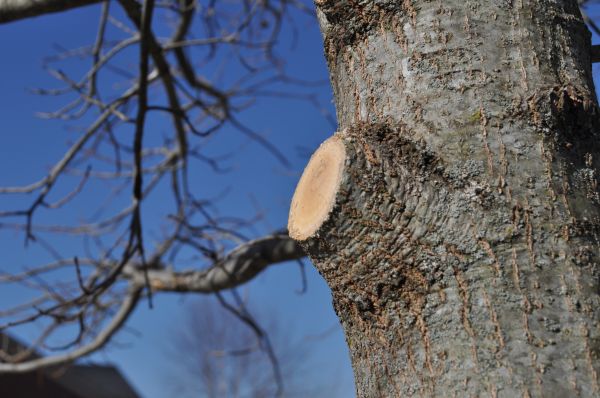 Limb Pruning in Olympia
