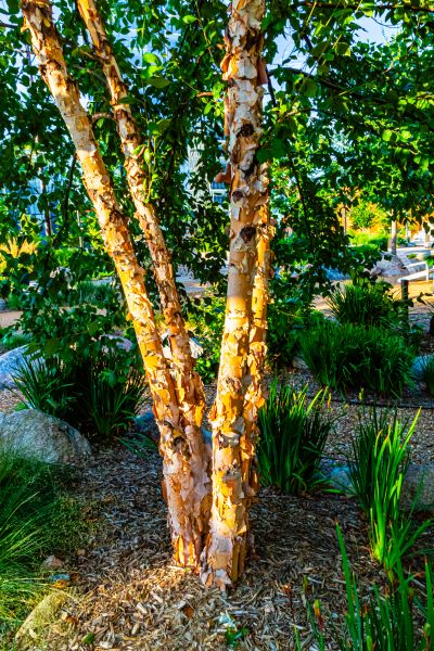 River Birch Trimming in Olympia