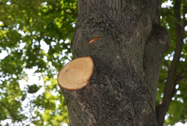 Limb Cutting in Olympia