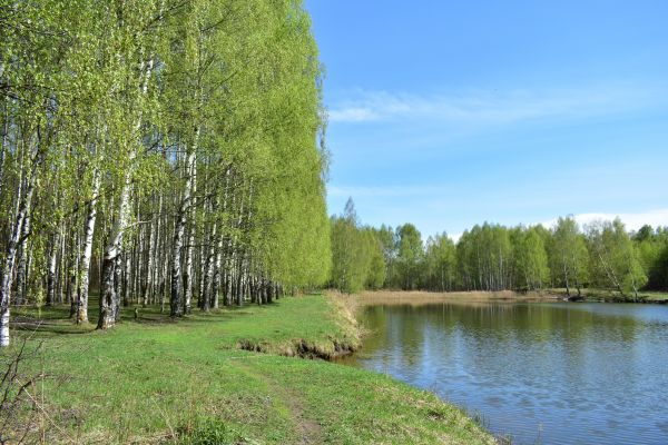 River Birch Pruning in Olympia