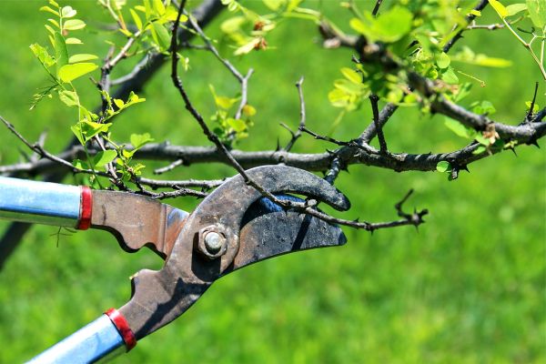 Branches Pruning in Olympia