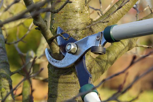 Tree Limb Trimming Service in Olympia