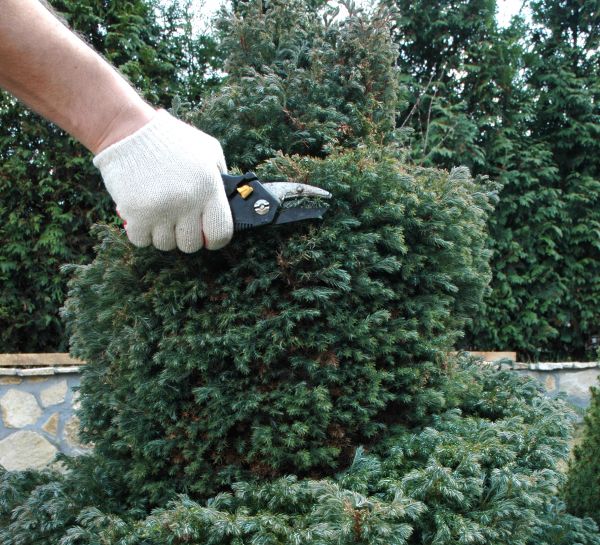 Ornamental Tree Trimming in Olympia