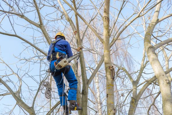 Large Tree Trimming in Olympia