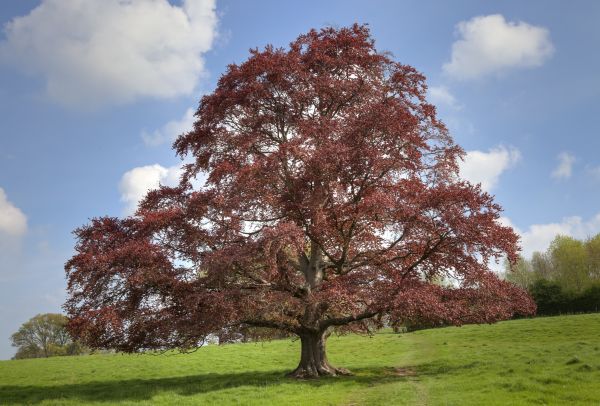 Beech Tree Pruning in Olympia