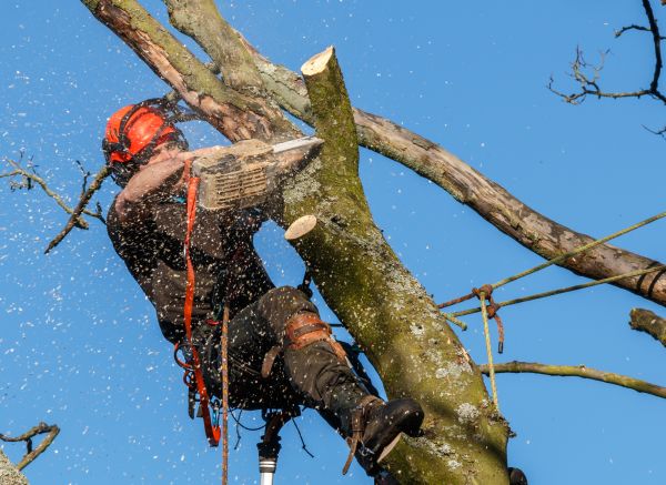 Tree Trimming Service in Olympia